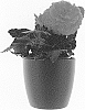 Begonia%20x%20tuberhybrida%20%27TMBG1307%27