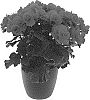 Begonia%20x%20hiemalis%20%27KRELARE01%27