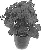 Begonia%20x%20hiemalis%20%27KRELARE02%27