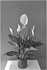Spathiphyllum%20Schott.%20%27Spaamerigro%27