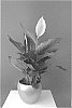 Spathiphyllum%20Schott.%20%27Spamozo%27