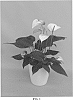 Anthurium%20andraeanum%20L.%20%27ANTHYQDAL%27