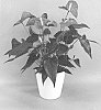 Anthurium%20andraeanum%20L.%20%27ANTHAMYO%27