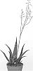Aloe%20hybrida%20%27EC-ALOE-1801%27
