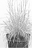 Schizachyrium%20scoparium%20%27Chameleon%27