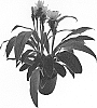 Curcuma%20alismatifolia%20%27Curchocimp%27