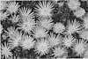 Delosperma%20hybrid%20%27Fig%20Fusion%27