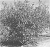 Citrus%20reticulata%20hybrid%20%27Marathon%27