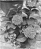 Hydrangea%20macrophylla%20%27Horthat%27