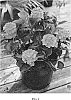 Hydrangea%20macrophylla%20%27Hortmavi%27