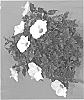 Hibiscus%20rosa-sinensis%20%27Ivory%20Wind%27