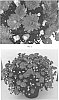 Chrysanthemum%20x%20morifolium%20%27CIFZ0067%27