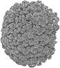 Chrysanthemum%20X%20morifolium%20%27Domaftpur%27