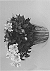 Alstroemeria%20hybrida%20%27Koncaflamo%27