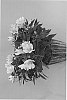 Alstroemeria%20hybrida%20%27Koncatirol%27
