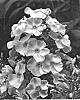 Phlox%20paniculata%20%27Ditopiwi%27