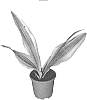 Sansevieria%20aubrytiana%20%27YELLOWSTONE%27