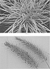 Pennisetum%20alopecuroides%20%27Yellow%20Ribbons%27
