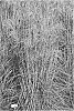 Miscanthus%20sinensis%20%27EMPMIS02%27