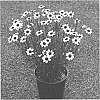 Coreopsis%20hybrid%20%27Ice%20Wine%27