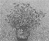Coreopsis%20hybrid%20%27Glowing%20Embers%27