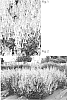 Phygelius%20x%20rectus%20%27TNPHYCY%27