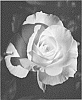 Rosa%20hybrida%20%27LIMking%27