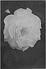 Rosa%20hybrida%20%27ALTgoldice%27