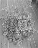 Rosa%20hybrida%20%27RUIRCO120A%27