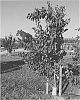 Prunus%20armeniaca%20L.%20%27APRILOVE%27