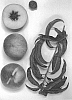 Prunus%20persica%20%27Burpeachfortytwo%27