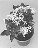 Ixora%20taiwanensis%20%27Vista6%27
