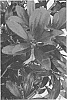 Ternstroemia%20gymnanthera%20%27BLTG01%27