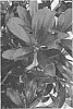Ternstroemia%20gymnanthera%20%27BLTG01%27