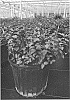 Lagerstroemia%20indica%20%27SMNLIDS%27