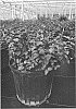 Lagerstroemia%20indica%20%27SMNLIDS%27