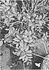 Lagerstroemia%20indica%20%27SMNLIMG%27