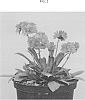 Lewisia%20cotyledon%20%27LORE3509%27