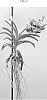 Vanda%20spp.%20Jones%20ex%20R.%20Br.%20%27SPCDW1711%27