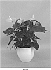Anthurium%20andraeanum%20L.%20%27ANTHFEMXUN%27