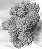 Sedeveria%20hybrid%20%27Blue%20Sprite%27