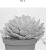 Echeveria%20hybrid%20%27AMIECH1822%27