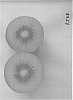 Actinidia%20chinensis%20%27KZ03%27