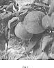 Prunus%20salicina%20%27Sweet%20Pekeetah%27