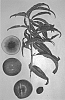 Prunus%20persica%20var.%20nucipersica%20%27Burnectthirtyfour%27