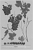 Vitis%20vinifera%20%27Sheegene%20101%27