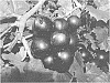 Vitis%20rotundifolia%20Michx.%20%27Florida%20Onyx%27