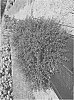 Pyracomeles%20vilmorinii%20%27NCXP1%27
