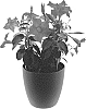 Mandevilla%20sanderi%20%27Inmanbepsp%27