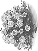 Verbena%20hybrida%20%27DVERBIPNK%27